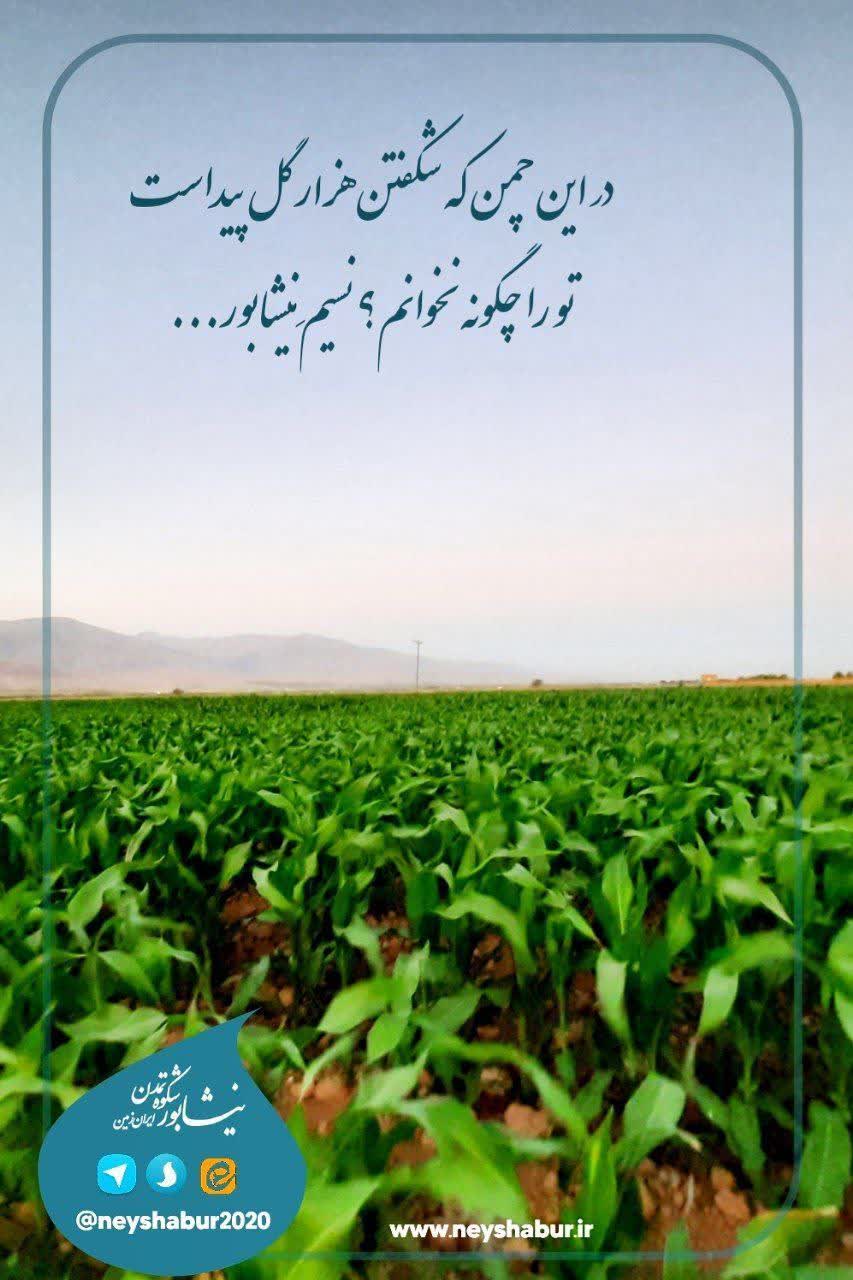 در این چمن که شکفتن هزار گل پیداست 🍃تو را چگونه نخوانم؟ نسیم نیشابور ...