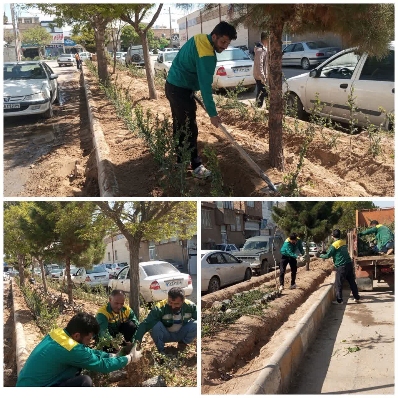 💠  کاشت ۴۰۰ بوته پرچین پیرکانتا در آیلند میانی کریم آباد  عملیات کاشت ۴۰۰ بوته پرچین پیرکانتا در آیلند  میانی کریم‌آباد، توسط نیروهای منطقه دو انجام شد. همزمان با کاشت، تراز‌بندی بستر و آبیاری اولیه نیز برای تثبیت و استقرار بهتر گیاهان صورت گرفت.  ▫️